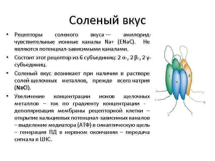 Соленый вкус • Рецепторы соленого вкуса — амилоридчувствительные ионные каналы Na+ (ENa. C). Не