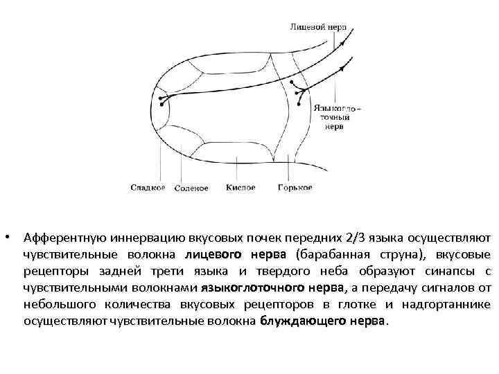  • Афферентную иннервацию вкусовых почек передних 2/3 языка осуществляют чувствительные волокна лицевого нерва