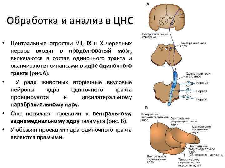 Обработка и анализ в ЦНС • Центральные отростки VII, IX и Х черепных нервов