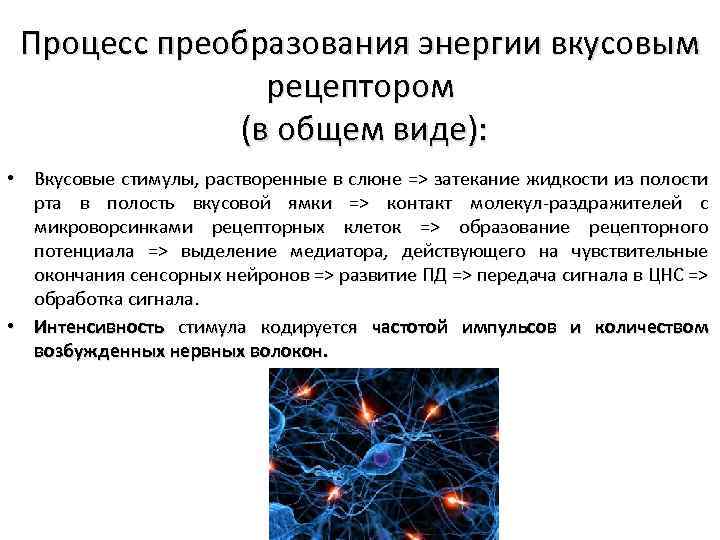 Процесс преобразования энергии вкусовым рецептором (в общем виде): • Вкусовые стимулы, растворенные в слюне