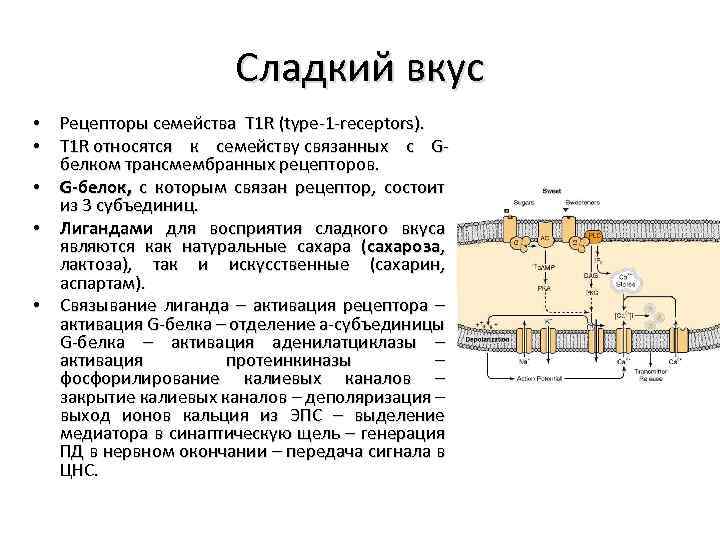 Сладкий вкус • Рецепторы семейства T 1 R (type-1 -receptors). • T 1 R