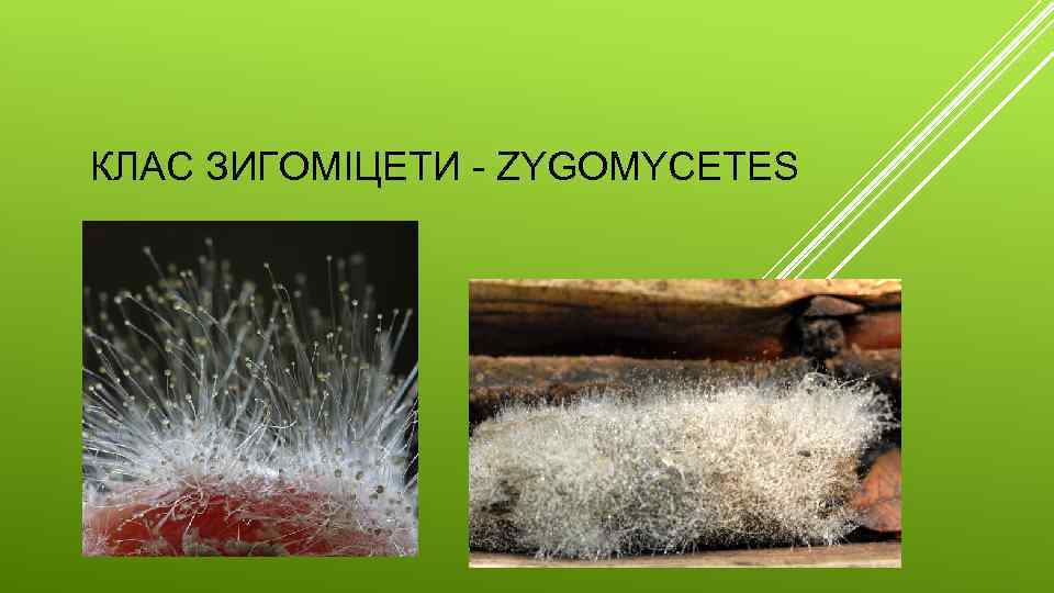 КЛАС ЗИГОМІЦЕТИ - ZYGOMYCETES 