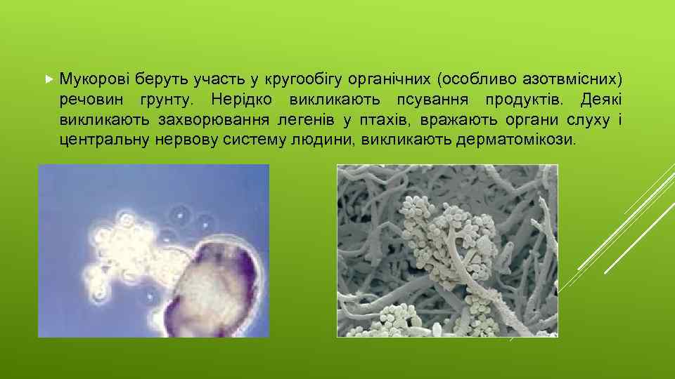  Мукорові беруть участь у кругообігу органічних (особливо азотвмісних) речовин грунту. Нерідко викликають псування