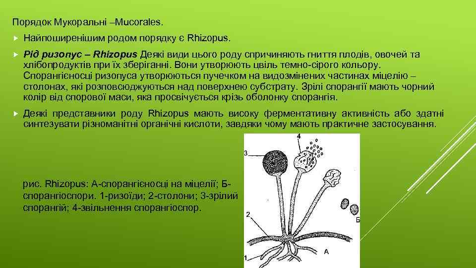 Порядок Мукоральні –Mucorales. Найпоширенішим родом порядку є Rhizopus. Рід ризопус – Rhizopus Деякі види