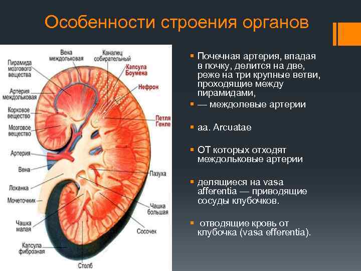 Почечные артерии и вены. Сегменты почечной артерии. Междольковые артерии почки. Почечные артерии анатомия. Перфорантная почечная артерия.