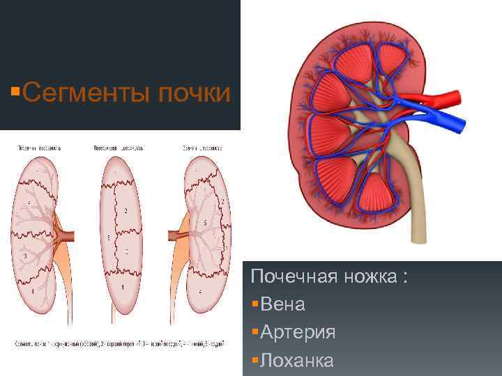 Сегменты почки схема