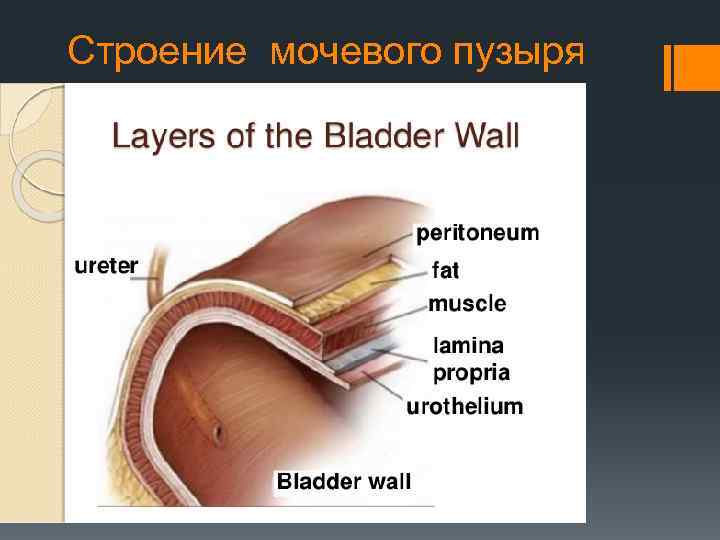 Строение мочевого пузыря 