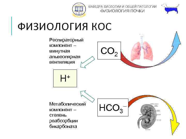 Что такое кос в физиологии