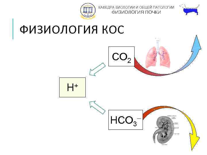 КАФЕДРА БИОЛОГИИ И ОБЩЕЙ ПАТОЛОГИИ ФИЗИОЛОГИЯ ПОЧКИ ФИЗИОЛОГИЯ КОС CO 2 H+ HCO 3