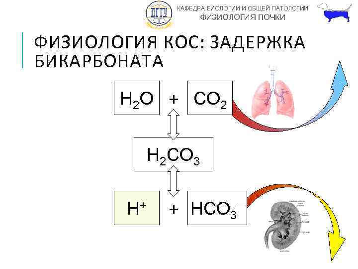 Что такое кос в физиологии