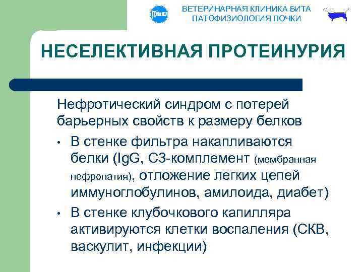 ВЕТЕРИНАРНАЯ КЛИНИКА ВИТА ПАТОФИЗИОЛОГИЯ ПОЧКИ НЕСЕЛЕКТИВНАЯ ПРОТЕИНУРИЯ Нефротический синдром с потерей барьерных свойств к