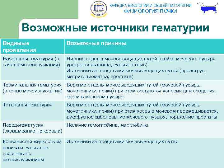 КАФЕДРА БИОЛОГИИ И ОБЩЕЙ ПАТОЛОГИИ ФИЗИОЛОГИЯ ПОЧКИ Возможные источники гематурии Видимые проявления Возможные причины