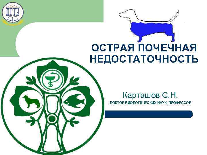 ОСТРАЯ ПОЧЕЧНАЯ НЕДОСТАТОЧНОСТЬ Карташов С. Н. ДОКТОР БИОЛОГИЧЕСКИХ НАУК, ПРОФЕССОР 22 