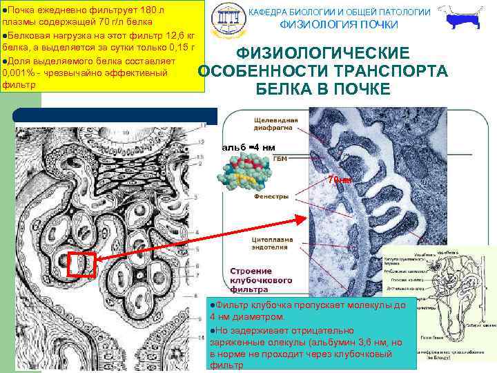 l. Почка ежедневно фильтрует 180 л плазмы содержащей 70 г/л белка l. Белковая нагрузка
