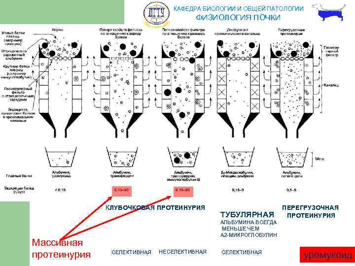 КАФЕДРА БИОЛОГИИ И ОБЩЕЙ ПАТОЛОГИИ ФИЗИОЛОГИЯ ПОЧКИ КЛУБОЧКОВАЯ ПРОТЕИНУРИЯ Массивная протеинурия ТУБУЛЯРНАЯ ПЕРЕГРУЗОЧНАЯ ПРОТЕИНУРИЯ