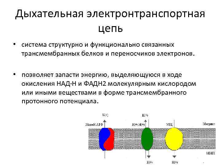 Электронно транспортная цепь схема