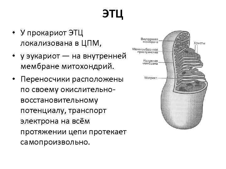 ЭТЦ • У прокариот ЭТЦ локализована в ЦПМ, • у эукариот — на внутренней