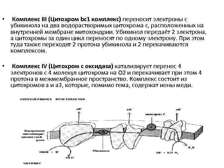  • Комплекс III (Цитохром bc 1 комплекс) переносит электроны с убихинола на два