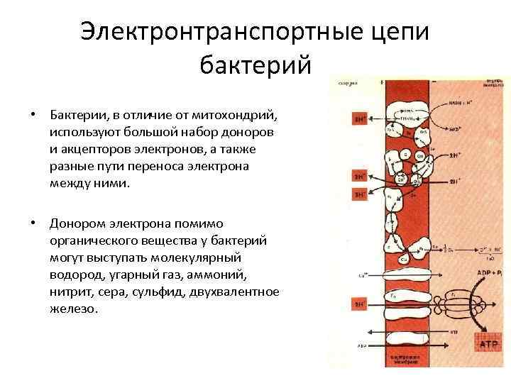 Электронно транспортная цепь схема