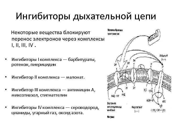 Миофасциальные цепи схема