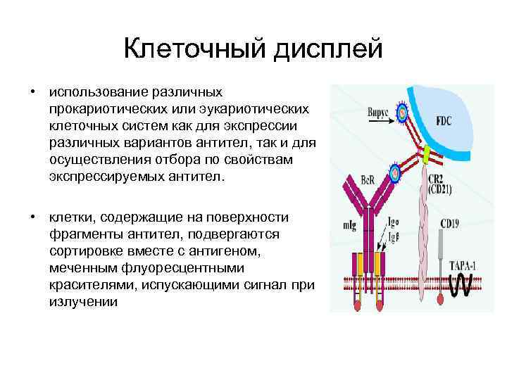 Антитела это. Клеточный дисплей. Клетки антитела. Клеточные антитела клеточные. Клеточный дисплей схема.