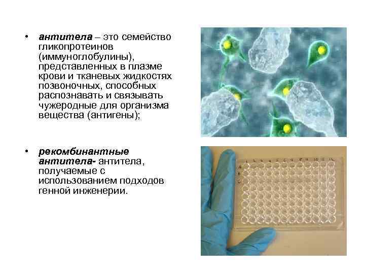  • антитела – это семейство гликопротеинов (иммуноглобулины), представленных в плазме крови и тканевых