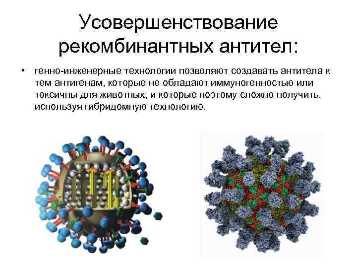 Усовершенствование рекомбинантных антител: • генно-инженерные технологии позволяют создавать антитела к тем антигенам, которые не