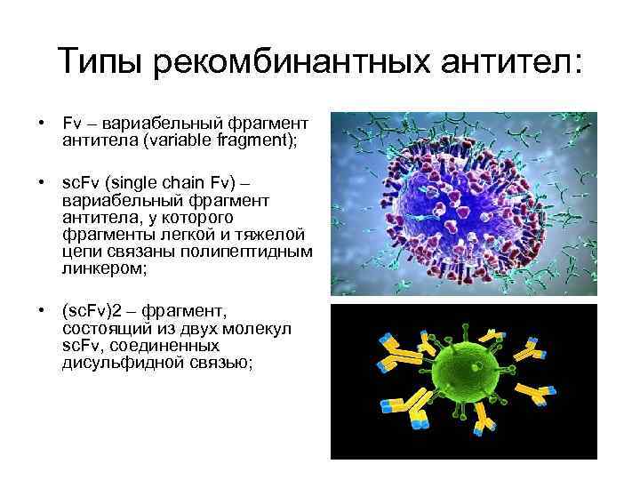 Типы рекомбинантных антител: • Fv – вариабельный фрагмент антитела (variable fragment); • sc. Fv