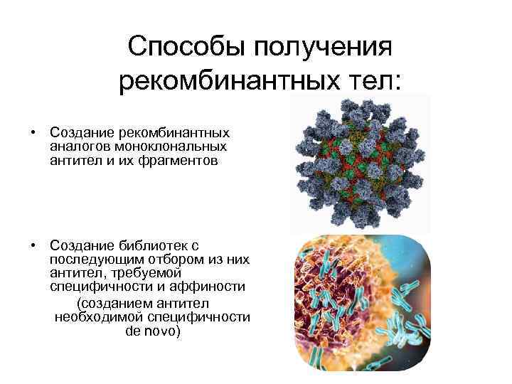 Способы получения рекомбинантных тел: • Создание рекомбинантных аналогов моноклональных антител и их фрагментов •