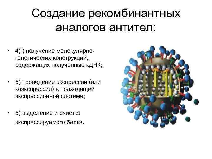 Создание рекомбинантных аналогов антител: • 4) ) получение молекулярногенетических конструкций, содержащих полученные к. ДНК;