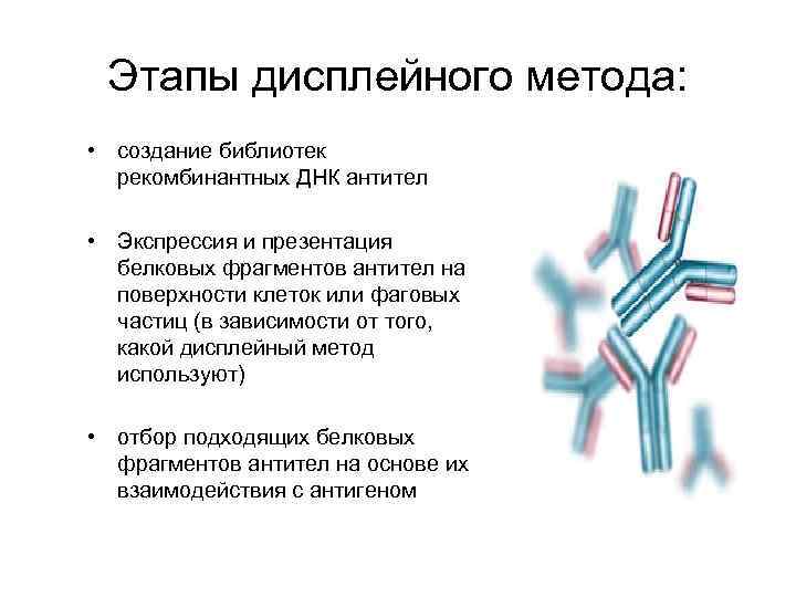 Этапы дисплейного метода: • создание библиотек рекомбинантных ДНК антител • Экспрессия и презентация белковых