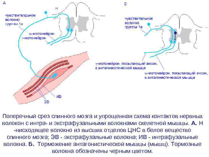 Поперечный срез спинного мозга и упрощенная схема контактов нервных волокон с интра- и экстрафузальными