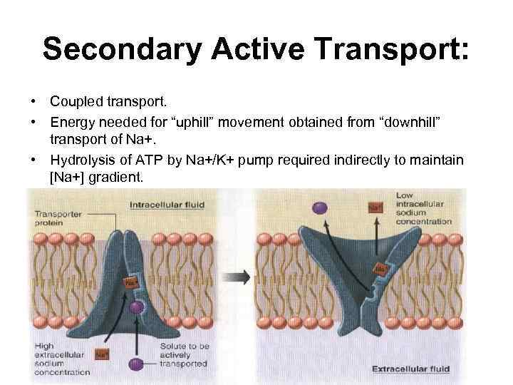 Secondary Active Transport: • Coupled transport. • Energy needed for “uphill” movement obtained from