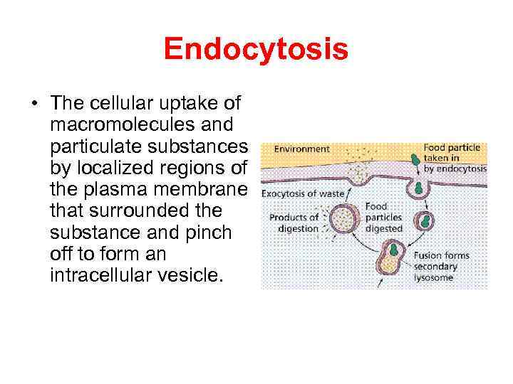 Endocytosis • The cellular uptake of macromolecules and particulate substances by localized regions of