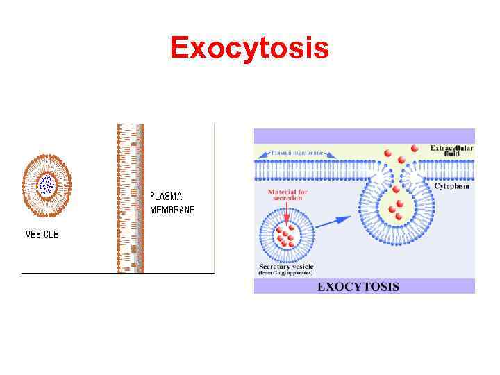 Exocytosis 