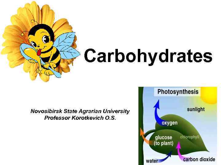 Carbohydrates Novosibirsk State Agrarian University Professor Korotkevich O. S. 