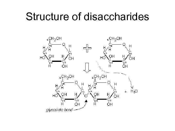 Structure of disaccharides 
