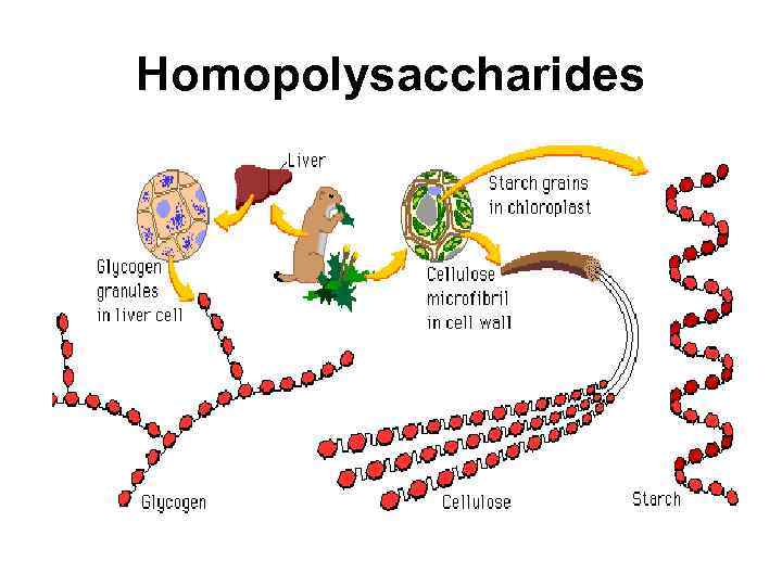 Homopolysaccharides 