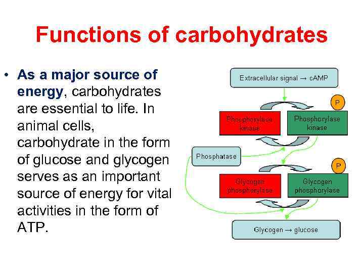 Functions of carbohydrates • As a major source of energy, carbohydrates are essential to
