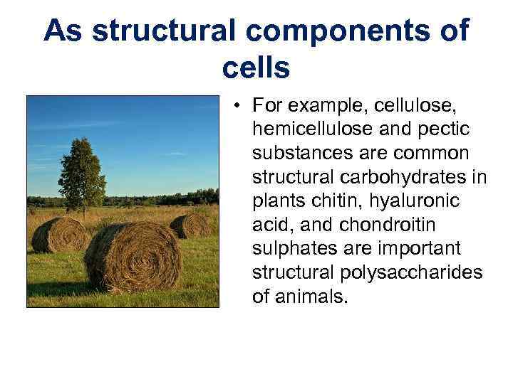 As structural components of cells • For example, cellulose, hemicellulose and pectic substances are