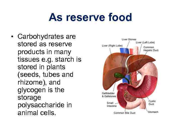 As reserve food • Carbohydrates are stored as reserve products in many tissues e.