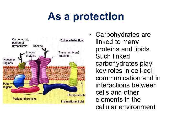As a protection • Carbohydrates are linked to many proteins and lipids. Such linked