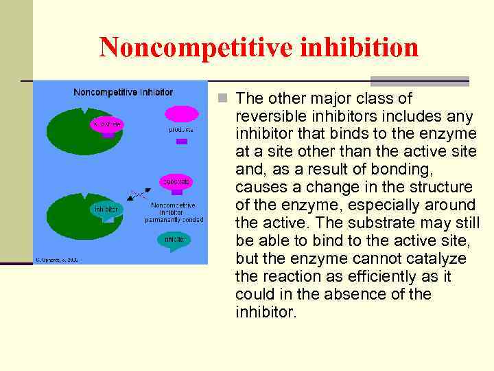 Noncompetitive inhibition n The other major class of reversible inhibitors includes any inhibitor that