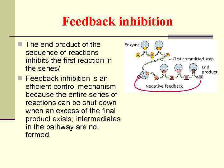 Feedback inhibition n The end product of the sequence of reactions inhibits the first