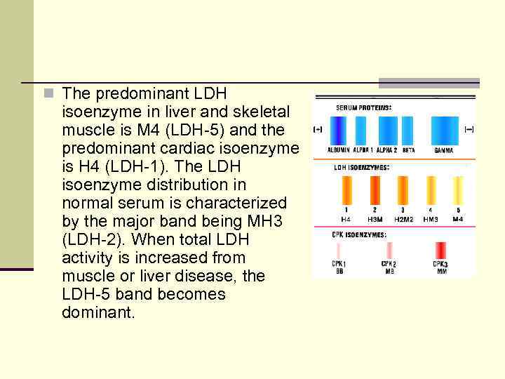 n The predominant LDH isoenzyme in liver and skeletal muscle is M 4 (LDH-5)