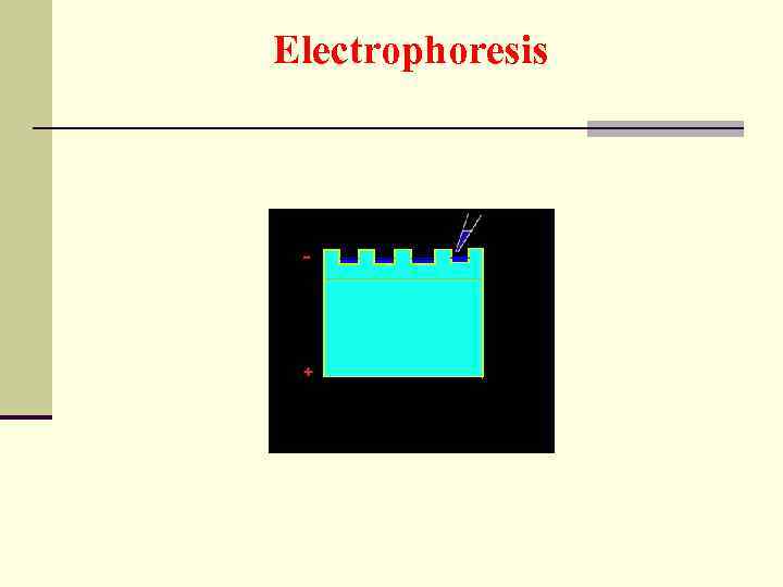 Electrophoresis 