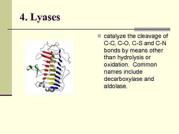 4. Lyases n catalyze the cleavage of C-C, C-O, C-S and C-N bonds by