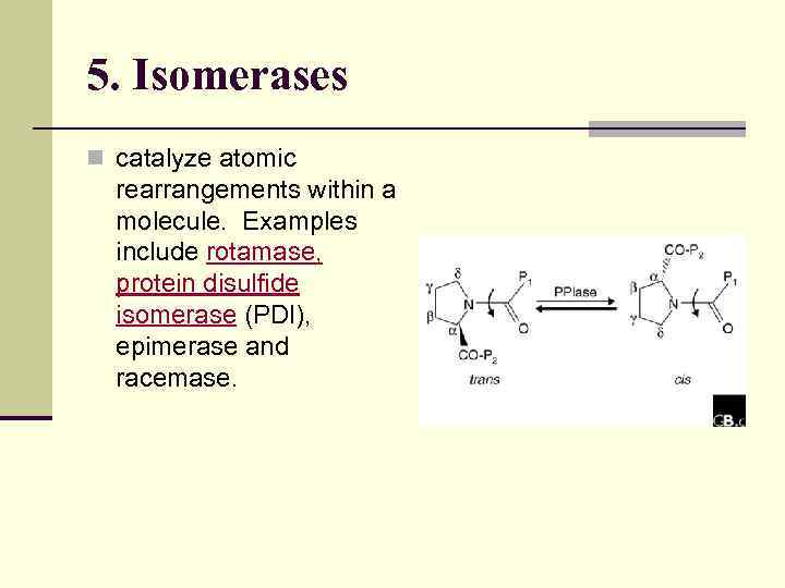 5. Isomerases n catalyze atomic rearrangements within a molecule. Examples include rotamase, protein disulfide