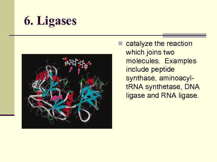 6. Ligases n catalyze the reaction which joins two molecules. Examples include peptide synthase,