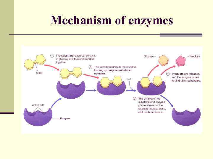 Mechanism of enzymes 